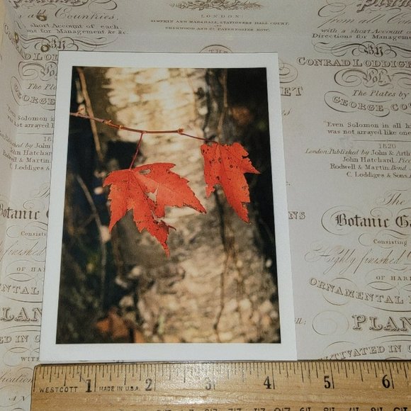 Packet of 8 Notecards - Adirondack Light 2 - Picture 3 of 12